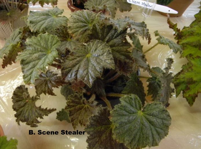 B. ‘Scene Stealer’